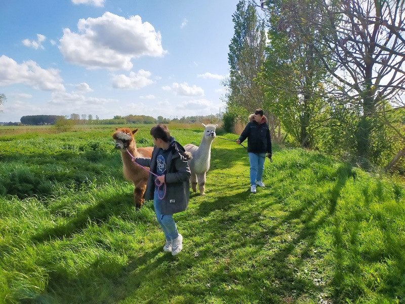 rencontre-avec-lamas-et-alpagas-pitgam-12975